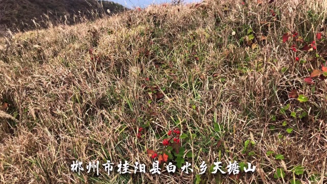 湖南桂阳县白水乡天塘山