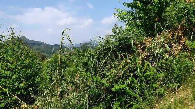 没有绝地只有绝水,阴宅祖坟墓地理风水大师寻龙点穴风水宝地风水教学视频