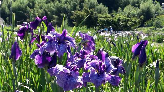 园林观赏花卉菖蒲花欣赏,菖蒲花美景