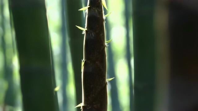 与众不同的毛竹,一片偌大的竹林,或许只有一株完整的生命