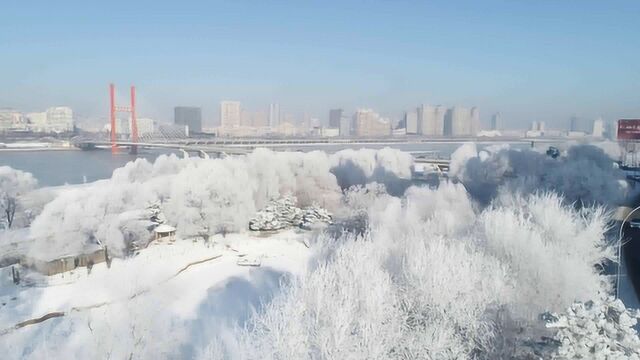 航拍!吉林松花江畔再现雾凇奇观 大片树木银装素裹如梦幻仙境