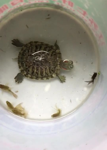 乌龟吃鱼，太残忍了