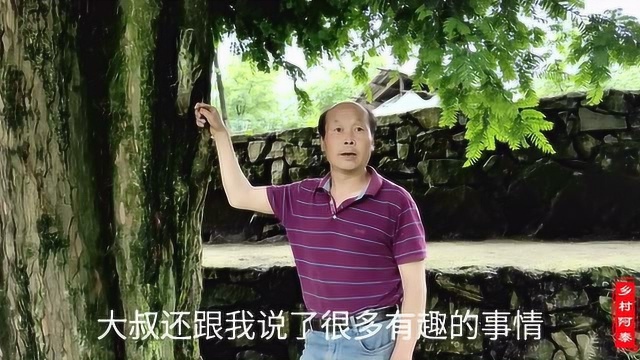 贵州发现一对千年夫妻树,两根藤两棵树缠在一起,真是鬼斧神工