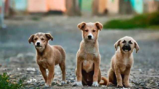 广东深圳公布最新烈性犬名单 中华田园犬可办犬证了