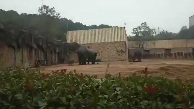 长沙生态动物园饲养员被踩死,疑为大象发情,知情人:表演馆系外包