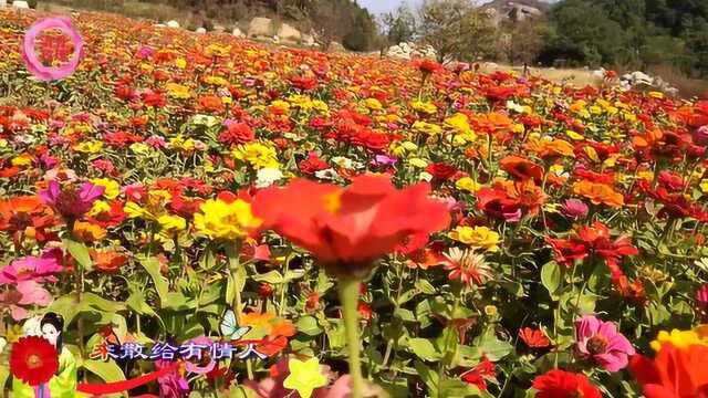 黄梅戏《天女散花》花海实景拍摄