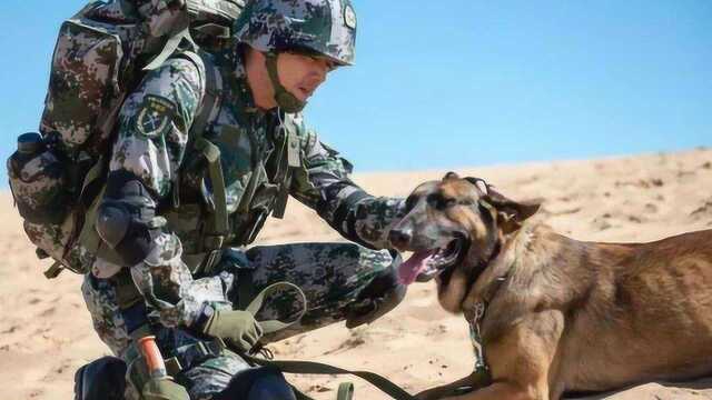 各国军警最喜欢的警犬到底是啥品种?是不是什么狗都适合做警犬