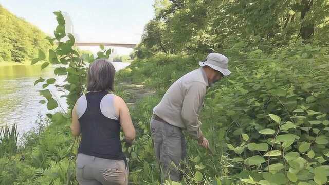 英国向“一株草”投降?有人被它逼到自杀,现在又成加拿大噩梦