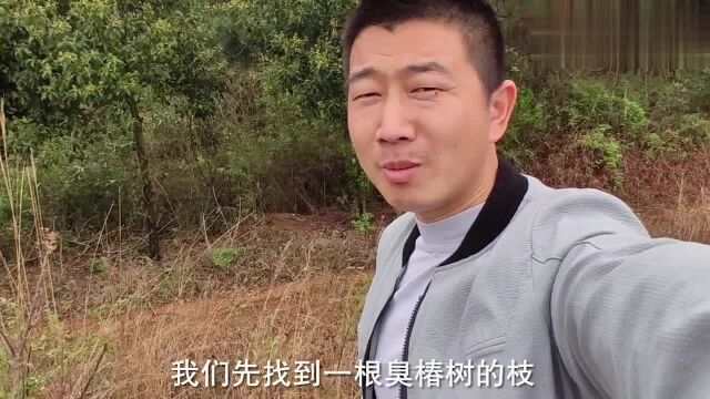 香椿和臭椿有什么区别?东哥教你来分辨,记住这一点很重要!