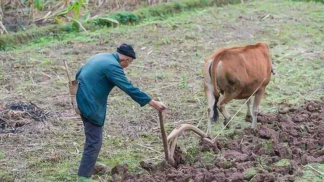 非农业户口可以土地确权吗?又有什么福利呢?来看看专家怎么说