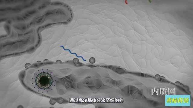 你想知道的都在这里,关于新冠肺炎的一切消息(1)