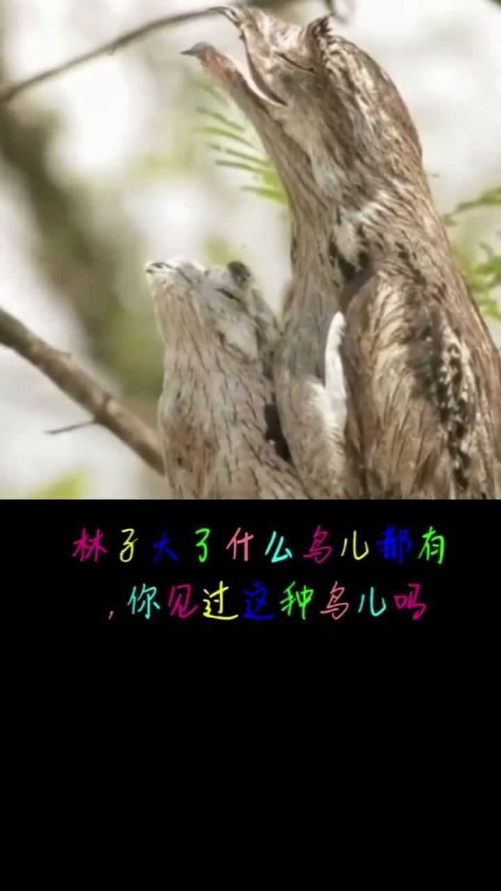 林子大了什么鸟都有你见过这种鸟儿吗