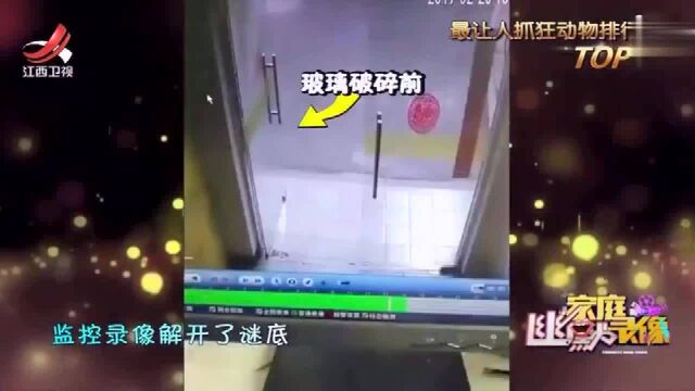 玻璃门无故破碎,究竟是事发偶然还是蓄谋已久,我们一起揭开谜底