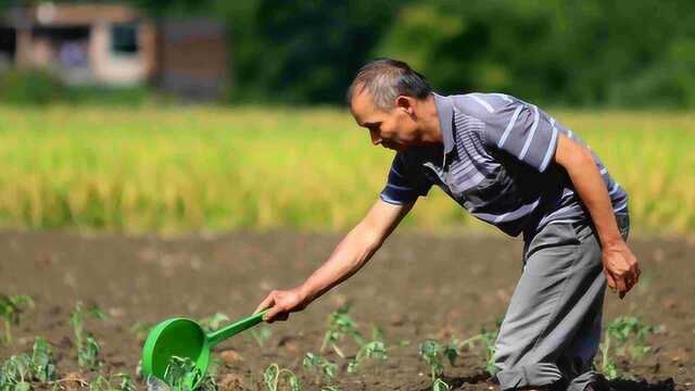 恭喜了!农村种植户有福了,收入或将有保障?且人人有份