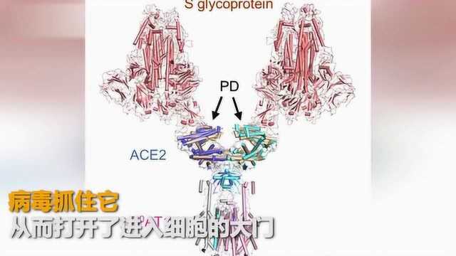 世界首次!西湖大学成功解析新冠病毒细胞受体的空间结构