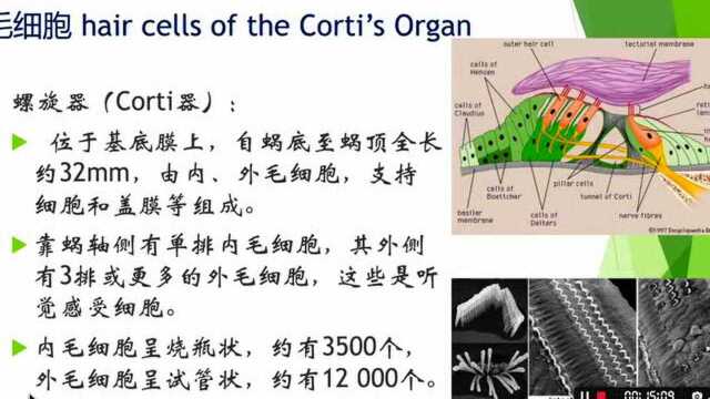 医学和听力学科普,耳科解剖,听觉传导通路