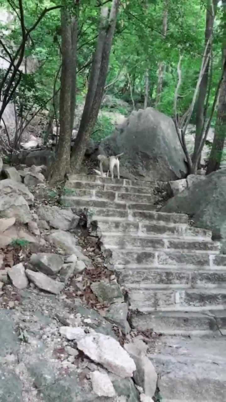 你知道什么是大山里的窝子狗吗