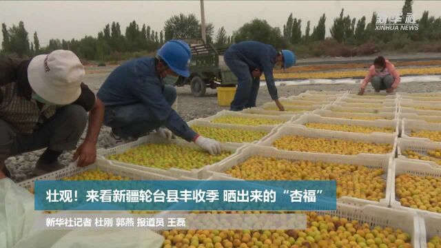 壮观!来看新疆轮台县丰收季 晒出来的“杏福”