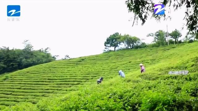 永康:有机茶发展梦 扎根大寒山顶18年 种出生态茶