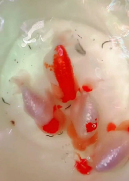 听说小鱼儿在水里面吹泡泡,其实是它放的屁