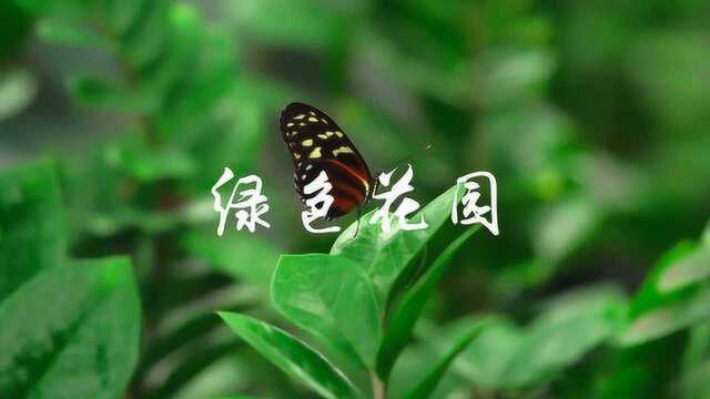 凯文ⷧ瑦鮐‹钢琴曲《绿色花园》清澈柔和,洗涤心灵