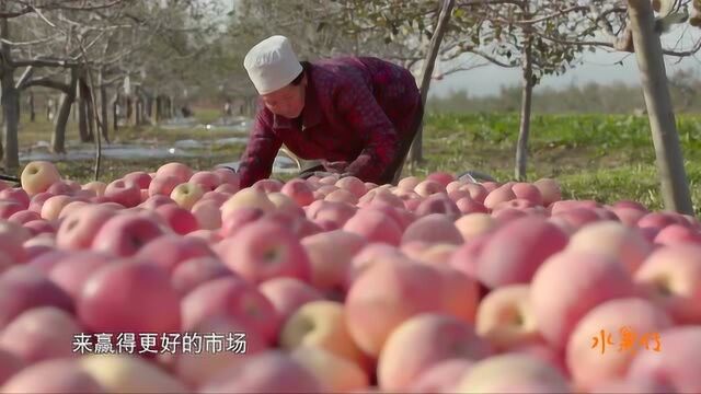 水果传:这种绵苹果的果质绵软,赢得更好的市场,深受喜爱