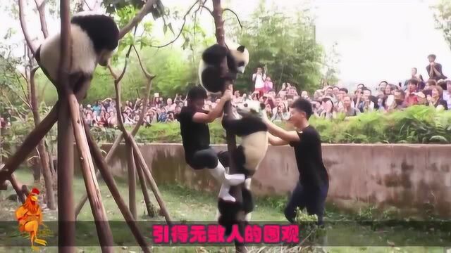 为什么国外租借的大熊猫生下的小熊猫,需要送回中国喂养?开眼界