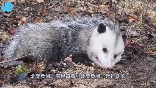 北美负鼠躲避敌人技巧,一言不合就来装死,这真的能避敌