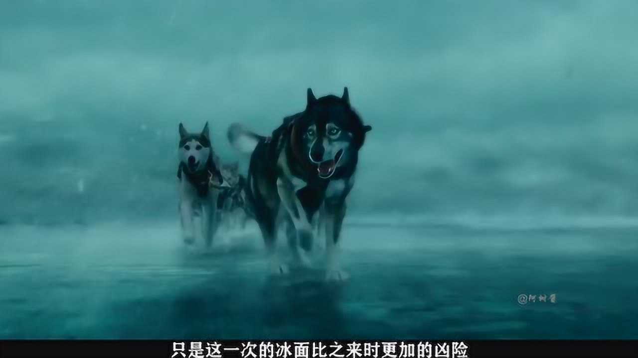 为送血清雪橇犬奔袭425公里史上最英勇的二哈多哥