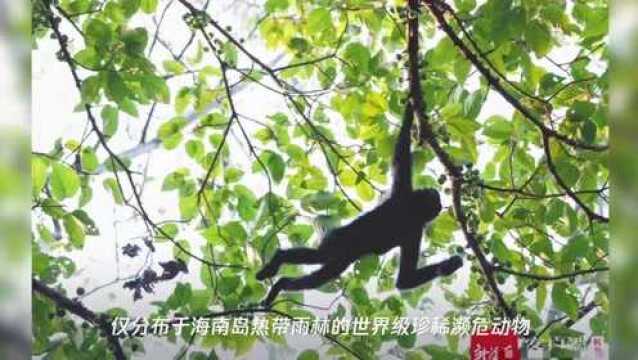 “猿声大片”来了!来看看海南岛这些珍稀的“原住民”→