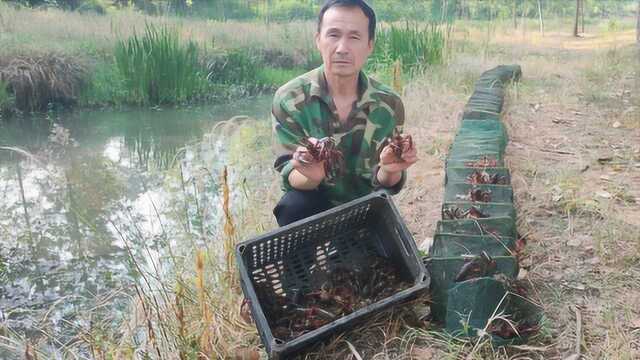 挑战最长地笼龙虾爆网,爆网的龙虾拉着很吃力,收获却很给力