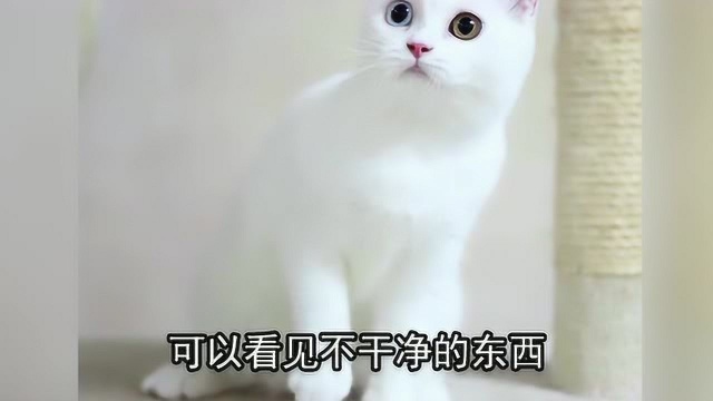 都知道异瞳猫指两只眼睛不同,那么异瞳猫,它能看见不干净的东西吗