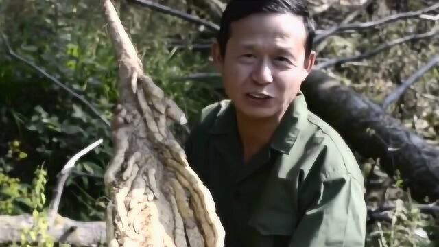 在深山老林挖了一天的大货,特别大的野生怀参,绝对是你们没见过的!