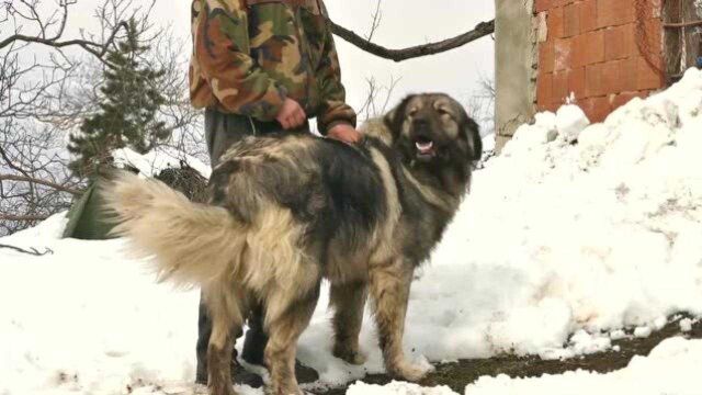 国宝级牧羊犬—高加索牧羊犬,身材巨大无比,藏獒不是它的对手