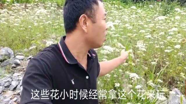 这种野生植物蛇床子,竟然这么多的药用价值,看到记得采些回家!