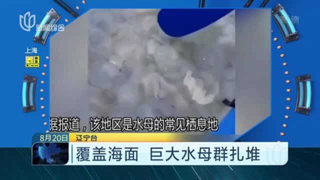 覆盖海面 巨大水母群扎堆