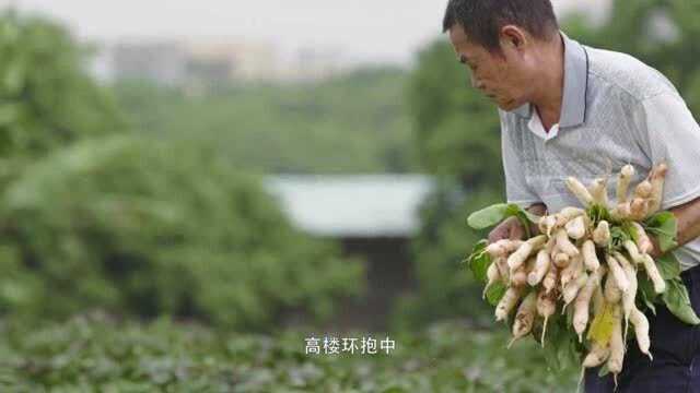 寻味东莞:在这高楼环抱的地方,有一方小土地,感受物候流转