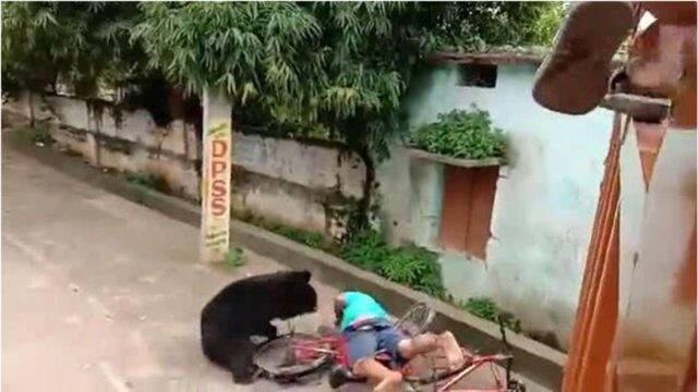 野熊进入居民区疯狂攻击撕咬路人 视频记录下恐怖一幕