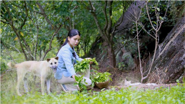 因为它的外形,我们当地叫它藤藤菜,种一次就能吃上大半年