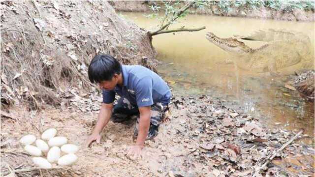 村里大哥林边小河流寻野味,竟在岸边挖到一窝蛋,这是鳄鱼蛋?