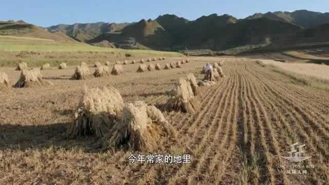 风味人间 中国北方特色谷物 莜麦, 脂肪含量是小麦的4倍