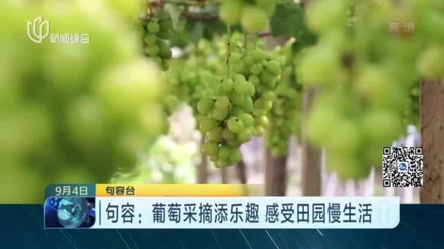 句容:葡萄采摘添乐趣 感受田园慢生活