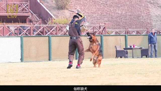 林阳宪老师浅谈德国牧羊犬1