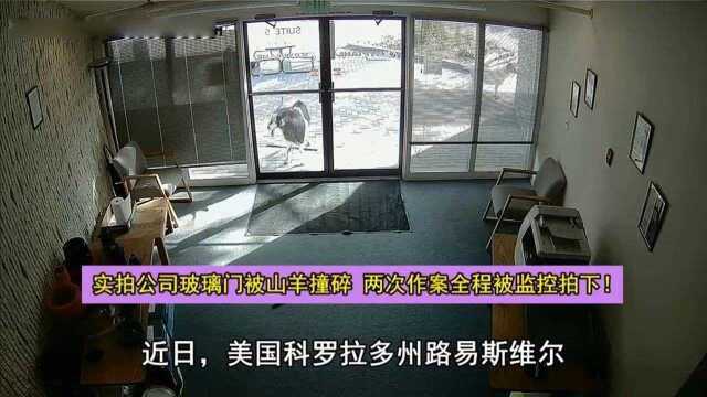 实拍公司玻璃门被山羊撞碎两次作案全程被监控拍下