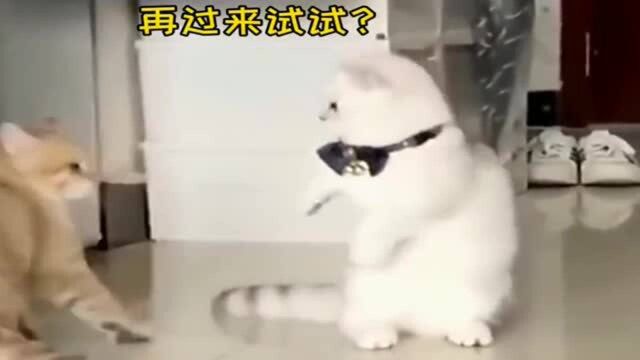 白橘猫:好气啊!就是打不着!