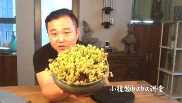 极为容易群生的多肉植物波尼亚,原来它的叶片这么肥美