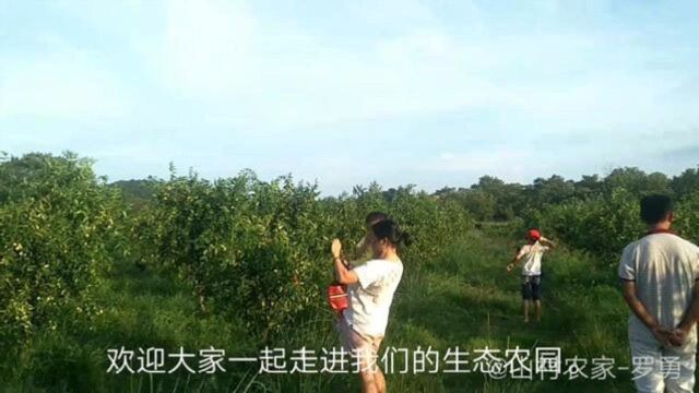 带你走进湖南都庞岭脚下的生态农园,体验酥脆枣和土鸡共生模式