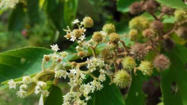 这种野生植物叫山麻树,很少见,来认识一下