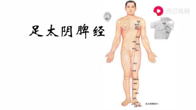 焦守廷上传/足太阴脾经整条经络穴位精准定位