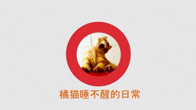 橘猫十猫九胖,看看橘猫三年前后对比,还是猫咪小时候萌啊